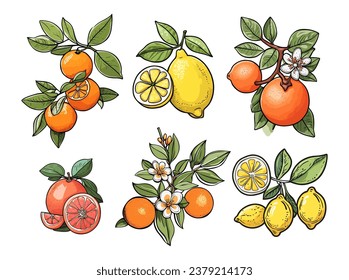 Hand drawn abstract citrus fruits vector set. 