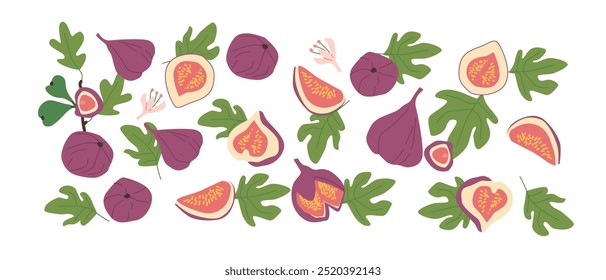 Hand drawn abstract fruit fig plant set. Whole fruit, slices, pieces and leaves, flowers. Can used for posters, labels, patterns.