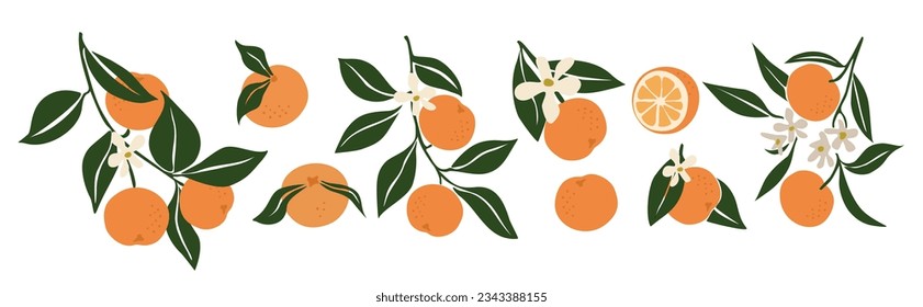 Hand drawn abstract oranges set. Collection of whole and cut tangerines, branches, flowers and leaves vector illustrations isolated on white background. Fresh juicy citrus fruit clip art