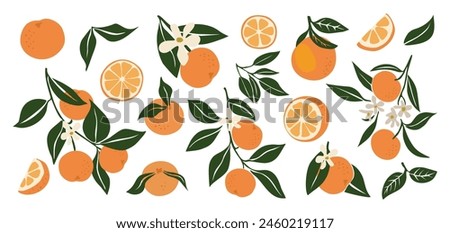 Hand drawn abstract oranges set. Collection of whole and cut tangerines, branches, flowers and leaves vector illustrations isolated on white background. Fresh juicy citrus fruit clip art.