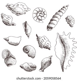 Hand drawn abstract outline vector sketch, set of seashells in different angles isolated. Close-up. Eps vintage art, silhouette on transparent background