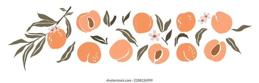 Hand drawn abstract peach set. Collection of whole and cut peaches, branches, flowers and leaves vector illustrations isolated on white background. Fresh juicy fruits clip art