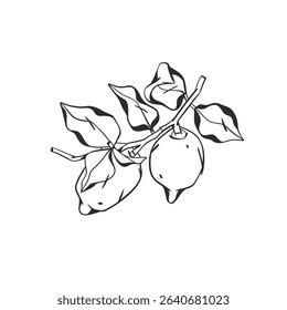Hand drawn abstract vector graphic illustration collection with stylized lemon branch fruit in cartoon drawing style.Trendy modern juicy fruit design concept.Vector line fruit symbol icon.