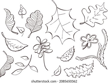 Hand drawn abstract vector set of tree leaves.Leaf pattern.Autumn vintage decorative art.Outline silhouette on transparent background.Eps template print for label, t shirt, packaging. 