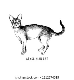 Hand drawn abyssinian cat. Vector illustration