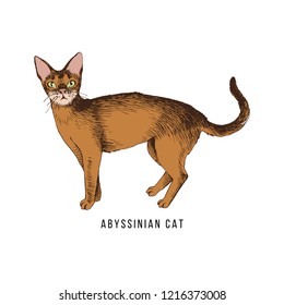 Hand drawn abyssinian cat. Vector illustration