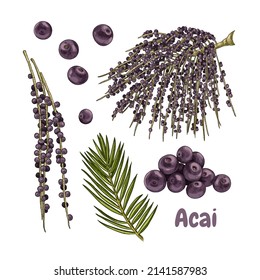 Hand drawn acai. Set sketches with acai palm branch, leaves and berries. Superfood. Vector illustration isolated on white background.