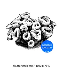 Hand drawn acanthastrea ips coral isolated on white background
