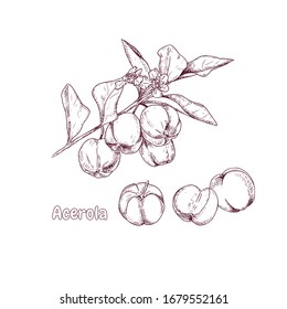 Hand drawn acerola fruit on a branch and flower. Barbados cherry sketch. Vector illustration in retro style isolated on white background.