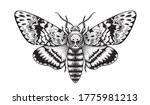 Hand drawn Acherontia Styx butterfly isolated on blank background. Vector monochrome Death