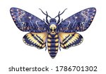 Hand drawn Acherontia Styx butterfly isolated on white background. Vector Death's-Head Hawk Moth top view. Colored Illustration in vintage style, t-shirt design, tattoo art.