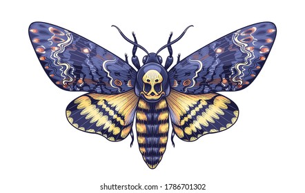 Hand drawn Acherontia Styx butterfly isolated on white background. Vector Death's-Head Hawk Moth top view. Colored Illustration in vintage style, t-shirt design, tattoo art.