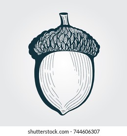 Hand drawn acorn illustration.