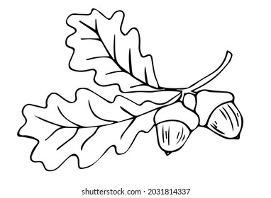 Hand drawn acorn with leaf in doodle style isolated on white background. Line art autumn element. Vector illustration