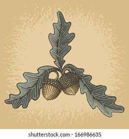 Hand drawn acorns and oak leaves with woodcut shading on grunge beige background.