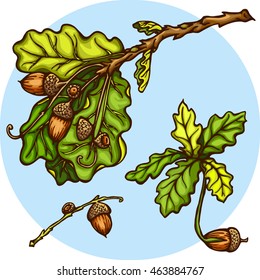 Hand drawn acorns set. oak branches with leaves and acorns. Oak sprout. Branch with green leaves