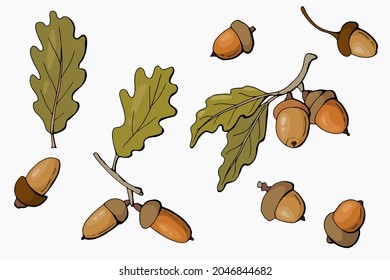 Hand drawn acorns set. White background, isolate. Vector illustration.