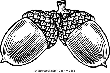 Hand drawn Acorns Sketch Illustration