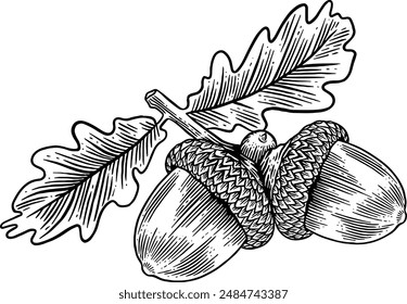 Hand drawn Acorns Sketch Illustration