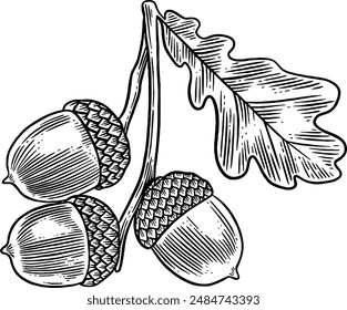 Hand drawn Acorns Sketch Illustration