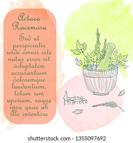 Hand Drawn Actaea Racemosa Plant Parts to be Pounded in the Mortar. Watercolor Spots Placed as the Backdrop. Herbal with Latin Name Cimicifuga Racemosa. Leaflet for Herbal Medicine, Cosmetology etc.
