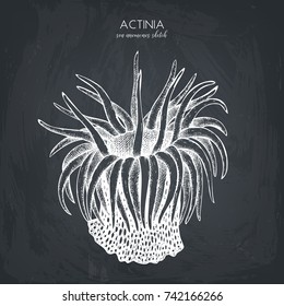 Hand drawn actinia - sea flower. Vector underwater natural elements. Vintage sea life illustration on chalkboard. Anemone sketch