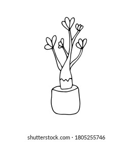 hand drawn adenium logo.hand drawn Adenium in a pot. Printable decorative desert rose flower collection concept for park icon. Vector illustration for design, directory, announcements, postcards