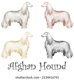 Hand Drawn Afghan Hound Dog Vector Illustration
