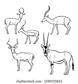 Hand drawn African Antelopes. Vector sketch illustration.