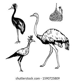 Hand drawn african birds. Grey crowned crane, ostrich, secretarybird,  weaver bird. Vector sketch illustration.