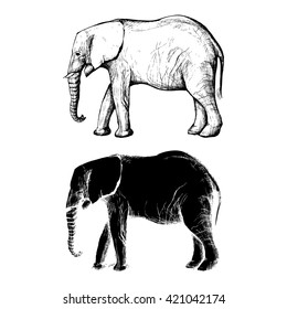 Hand Drawn African elephant. Black and white silhouette