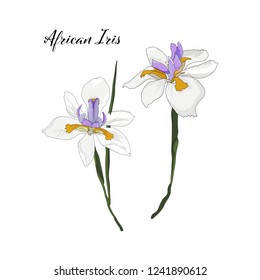 hand drawn African Iris in vector illustrator as design element