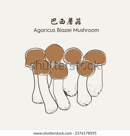 Hand drawn Agaricus Blazei Mushroom 巴西蘑菇. Hand drawn vector illustration in sketch style. EPS 10 商業照片 © 