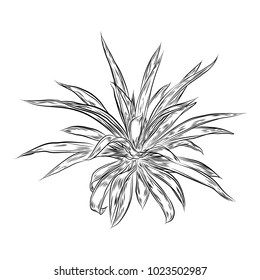 Hand drawn agave and aloe plant, cactus family. Desert exotic plants succulents. Vector.