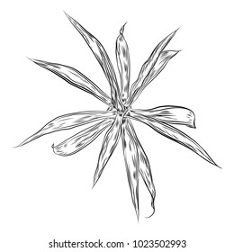 Hand drawn agave and aloe plant, cactus family. Desert exotic plants succulents. Vector.
