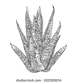 Hand drawn agave and aloe plant, cactus family. Desert exotic plants succulents. Vector.