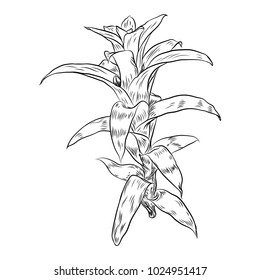 Hand drawn agave and aloe plant, cactus family. Desert exotic plants succulents. Vector.