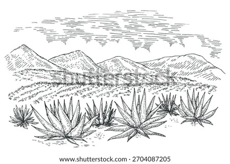 Hand drawn agave field panoramic landscape in engraved monochrome style. Vintage vector illustration.