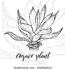 Hand drawn agave, main tequila ingredient, sketch style vector illustration isolated on white background. Wild floral exotic tropical plant. Black and white of agave cactus, side view.