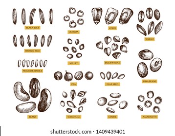 Hand drawn agricultural plants grains  Vector seeds   crops drawing in engraved style  High detailed vegetarian product objects  Great for packaging  menu  label  icon  Vintage food outlines set 