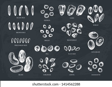 Hand drawn agricultural plants grains  Vector seeds   crops drawing chalkboard  High detailed vegetarian product objects  Great for packaging  menu  label  icon  Vintage food outlines set  