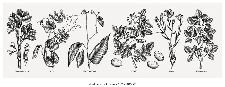 Hand drawn agricultural plants  - potato, soy, beans, pea, arrowroot, flax sketches. Vector vegetables drawing in engraved style. Healthy farm products illustration. Great for packaging, menu, label.