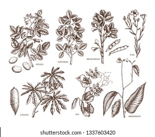 Hand drawn agricultural plants set. Gluten free food collection. Vector vegetables drawing in engraved style. High detailed vegetarian product objects. Great for packaging, menu, label, icon. Outlines