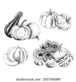 Hand drawn agriculture and farm isolated design elements. Pumpkins sketch vector illustration. Autumn gourd harvest. Halloween and thanksgiving vintage illustration.