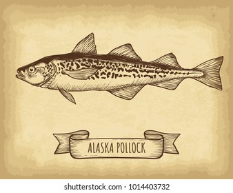 Hand drawn alaska pollock fish isolated. Old craft paper texture background. Ribbon banner. Engraved style vector illustration. Template for your design works.