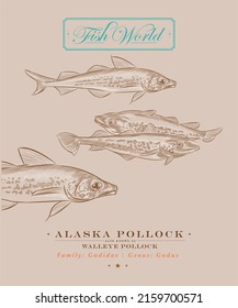 Handgezeichneter Alaska-Pollock-Fisch in Variationen. Stilvolle Vektorgrafik für Design-Projekte. 