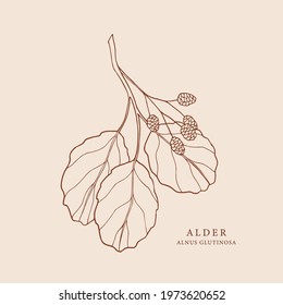 Hand drawn alder branch illustration