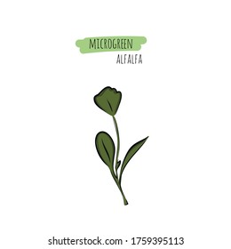 Hand drawn alfalfa micro greens. Vector illustration in sketch style isolated on white background