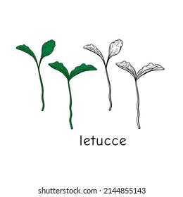 Hand drawn alfalfa micro greens. Vector illustration in sketch style isolated on white background