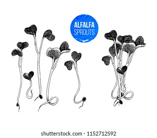 Hand drawn alfalfa sprouts - kai wah-rei - vector illustration